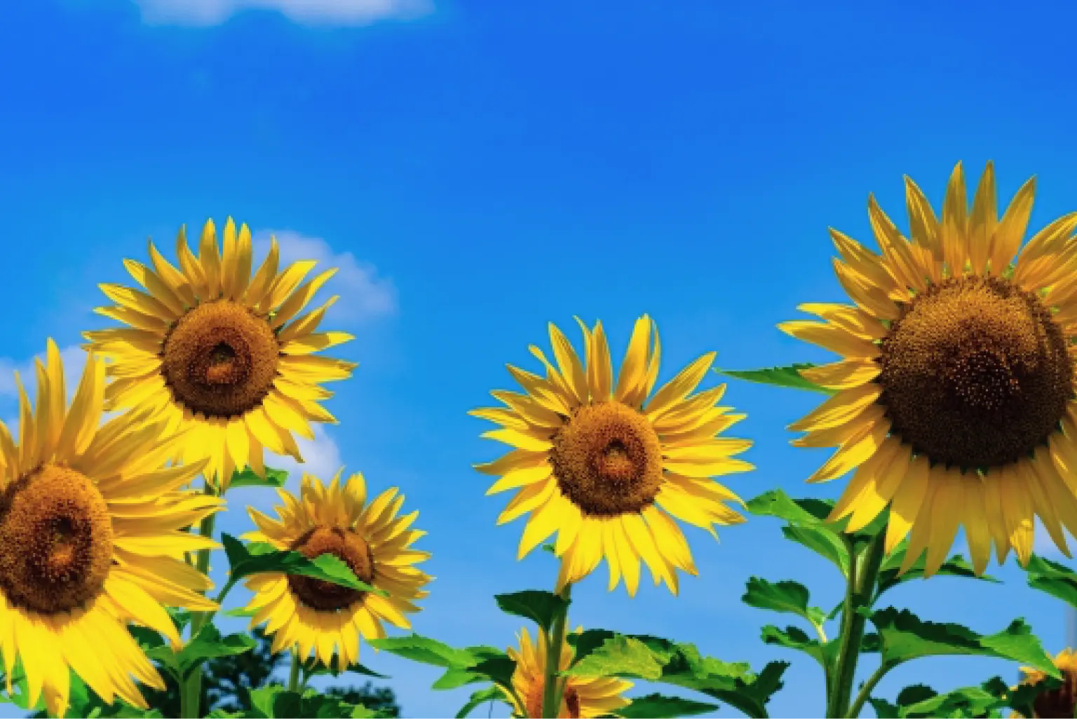 日常のまさかの備えに！