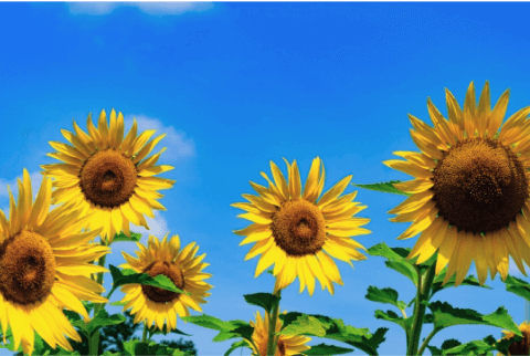 パンクにサドル火傷！【炎天下】暑さによる自転車のトラブルに備えよう！